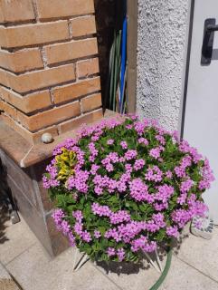 Haus zum Badeteich - - 1