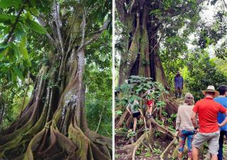 La Merecida, Nature Reserve, Coffee Cocoa Wellness - La Esmeralda - 9
