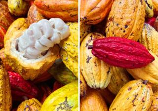 La Merecida, Nature Reserve, Coffee Cocoa Wellness - La Esmeralda - 2