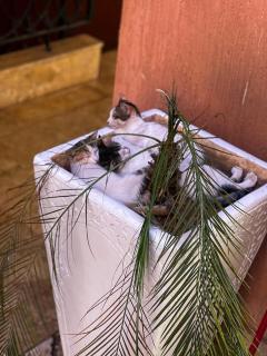 Hivernage appartement premium - 6