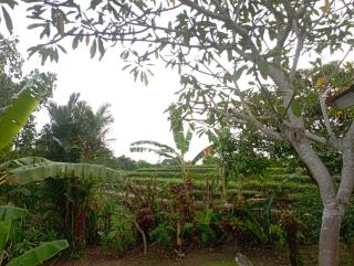 Villa Akasha - Dalung - 5