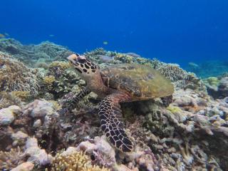 Raja Ampat Snorkeling - - 5