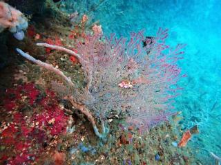 Raja Ampat Snorkeling - - 6