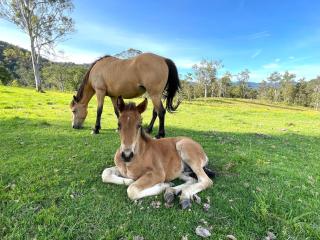 Avalon River Retreat - 400 acre riverside oasis - Ellenborough - 2