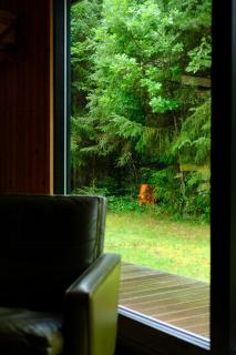 Pine House In 70S Style Among Tall Trees - Saltum - 3