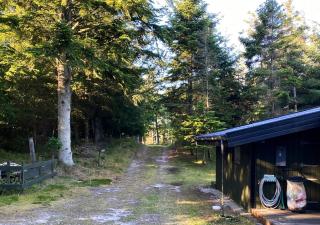 Pine House In 70S Style Among Tall Trees - Saltum - 1