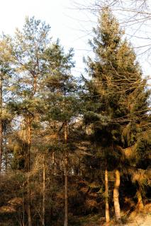 Cozy Times In Log House Amongst Trees - Ebeltoft - 4