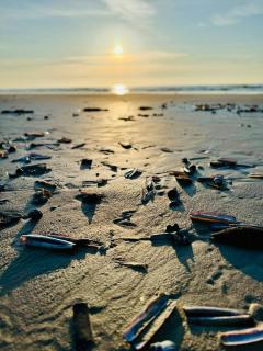 Light In The Dunes Near Denmarks Coast - Oksbøl - 1
