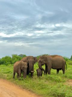 The Jungle Pearl Hotel - 2