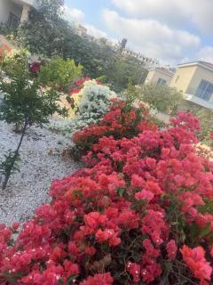 sea flower village - Paphos - 2