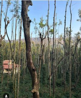 3innhomestay - Bangalore - 4