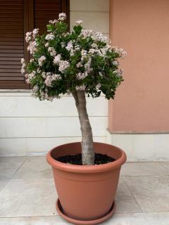 L' albero di Giada - Maletto - 0