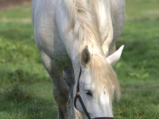 Évasion champêtre : Gîte rénové avec animaux acceptés - FR-1-489-561 - 4