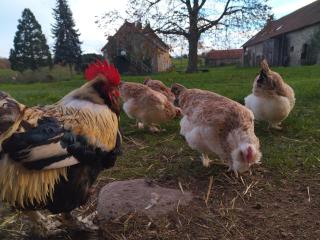 Évasion champêtre : Gîte rénové avec animaux acceptés - FR-1-489-561 - 2