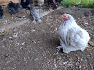 Gîte Campagnard avec Wifi et Animaux Acceptés - FR-1-489-559 - 5