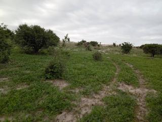 Savuti Mobile Camping Safaris - Kasane - 1