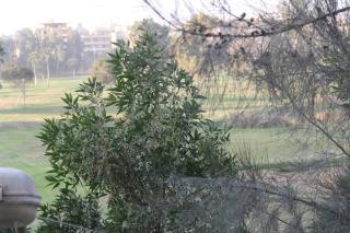 El Shazly Garden - Il Cairo - 2