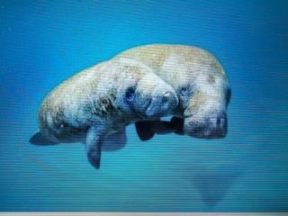 Manatee Watch Den - Crystal River - 6