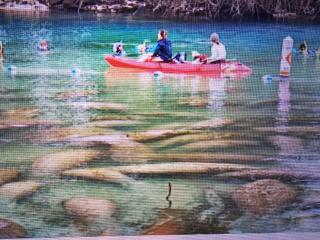 Manatee Watch Den - Crystal River - 4