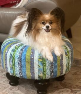 Pet Friendly Gulf Front Oasis with Beach Service - Destin - 7