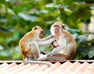 Wonderfull Orangutan sumatra hostel and tour - Bukit Lawang - 4