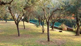 Chez Fredy - Camaiore - 5