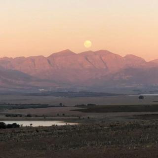 Doran Vineyards - Paarl - 4