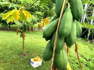 Villa of Permaculture - Fengping - 6