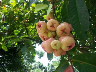 Villa of Permaculture - Fengping - 8