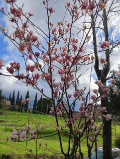 Villa BramaRosa - Montecatini Terme - 1