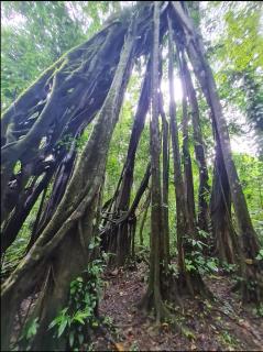 Canto de la selva - - 5