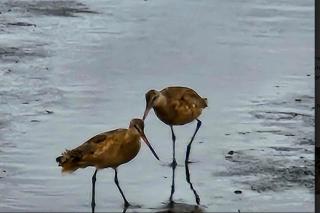 Rocks Cabin - Copalis Beach - 7