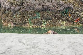 Rocks Cabin - Copalis Beach - 3