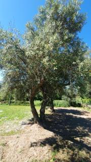 Quinta de Ramil - Vieira do Minho - 3