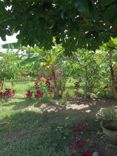 The Daun Puntik HomeStay - Pawenang - 6