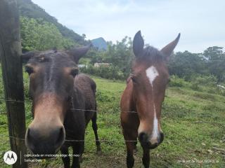 Hostal y coworking rural GalloFino VVV - - 5