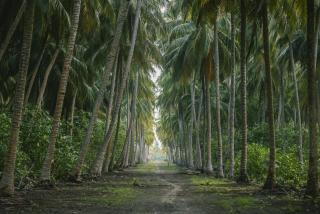 Longbeach Laamu - Gan - 3