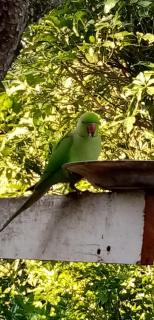 Nature relax inn - Hikkaduwa - 5