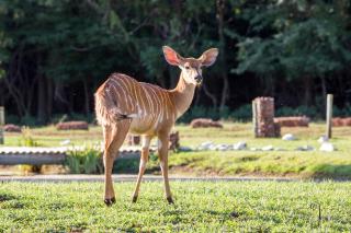 Harties Is Africa Safari Lodge - Hartbeespoort - 2