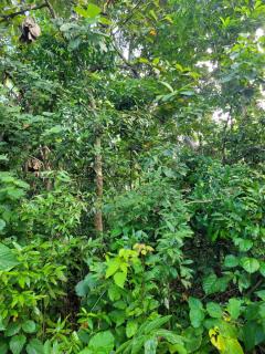 Palm & Wild Hiriketiya - 9