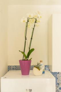 Lemon Tree House - Procida - 2