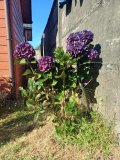 Gran casa cerca del Terminal de Buses - Puerto Montt - 5