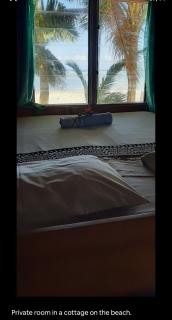 Coral Coast Beachfront Homestay - 5