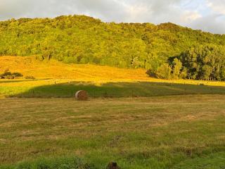 Bellbird Hideaway - Pleasant Valley - 2