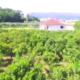 Tangerine terrace - Ulcinj - 1