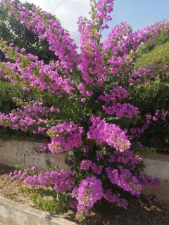 Villa Carrube fifty meters from the sea - Pulsano - 3