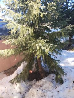 Apartman Šumski San - 4