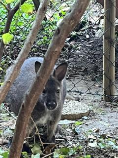 Mohatetős Lombház - 6