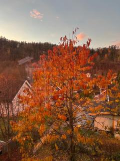 Cosy rooms & garden - Asker - 8