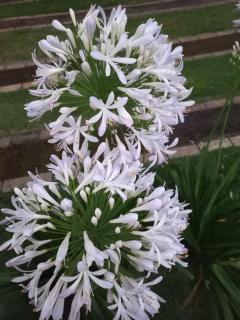 Espaço tranquilo - Florianópolis - 2